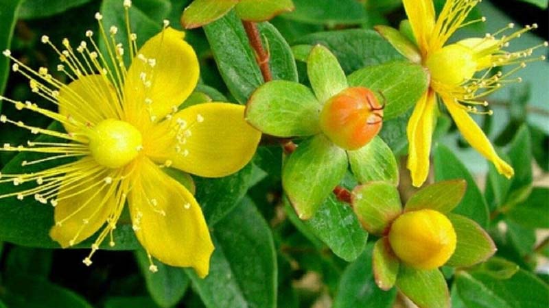 گیاه علف چای