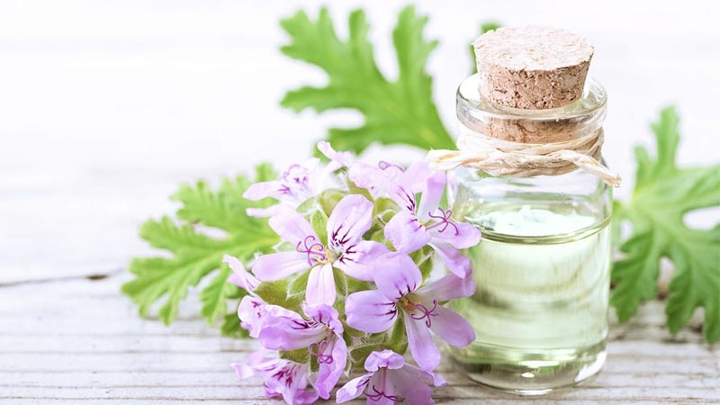 شمعدانی عطری
