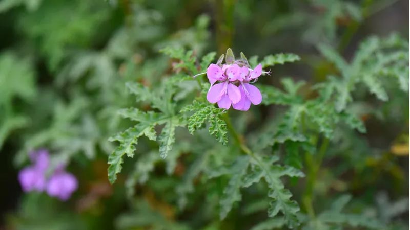 شمعدانی عطری