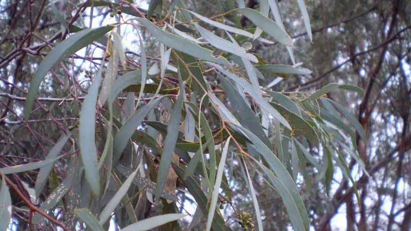 خواص اکالیپتوس