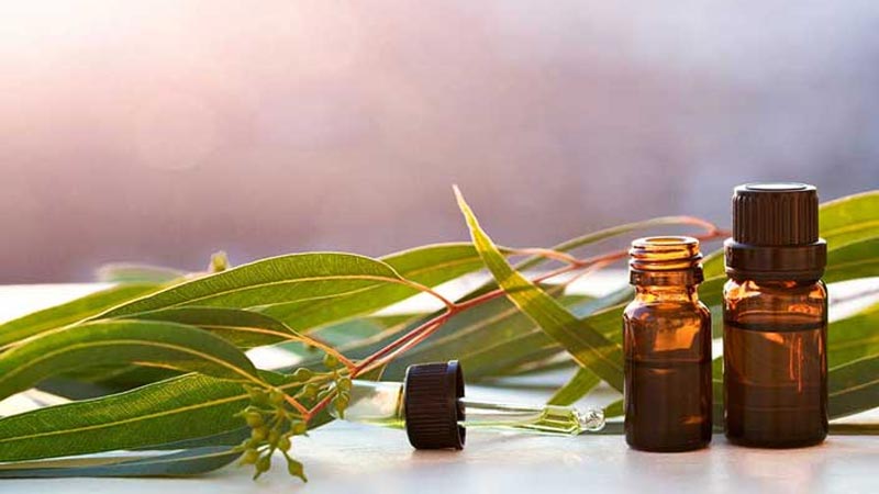 گیاه اکالیپتوس