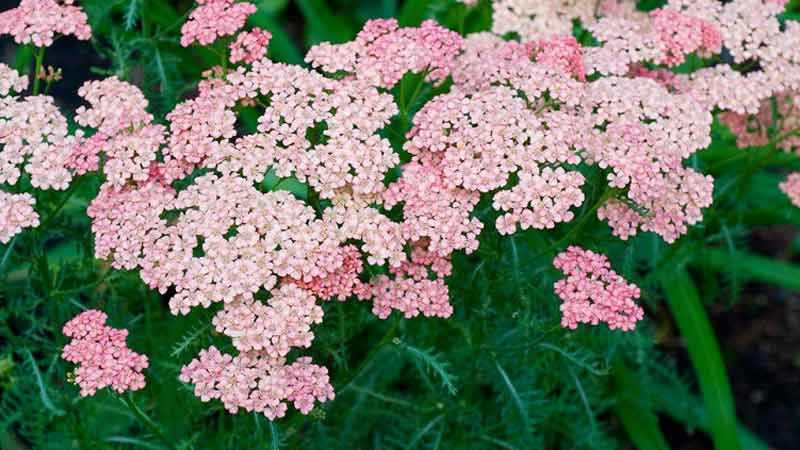 گیاه بومادران