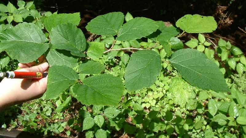 گیاه هاماملیس