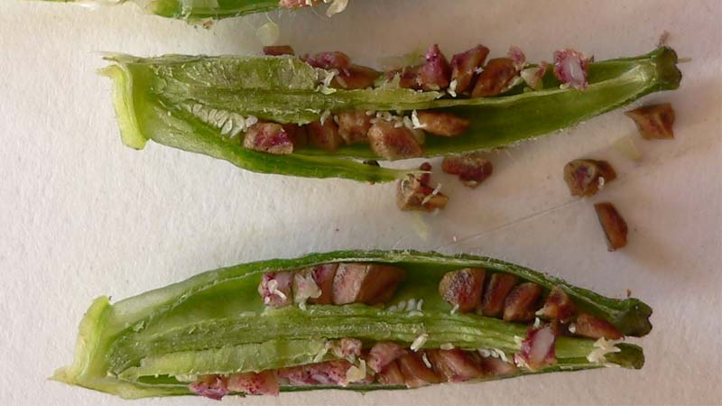 دانه گل مغربی