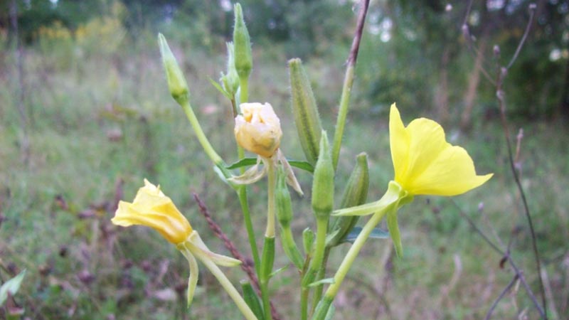 گیاه دارویی گل مغربی