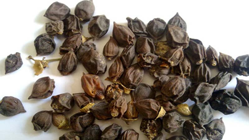 میوه خشک سپستان