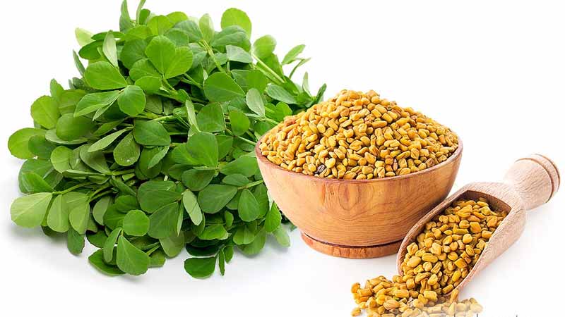 اندام دارویی شنبلیله