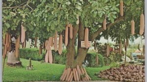عکس درخت سوسیس