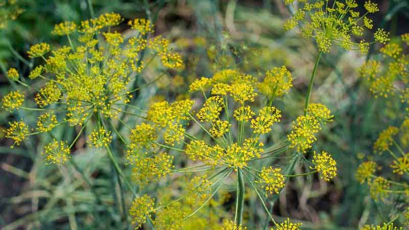 گیاه رازیانه