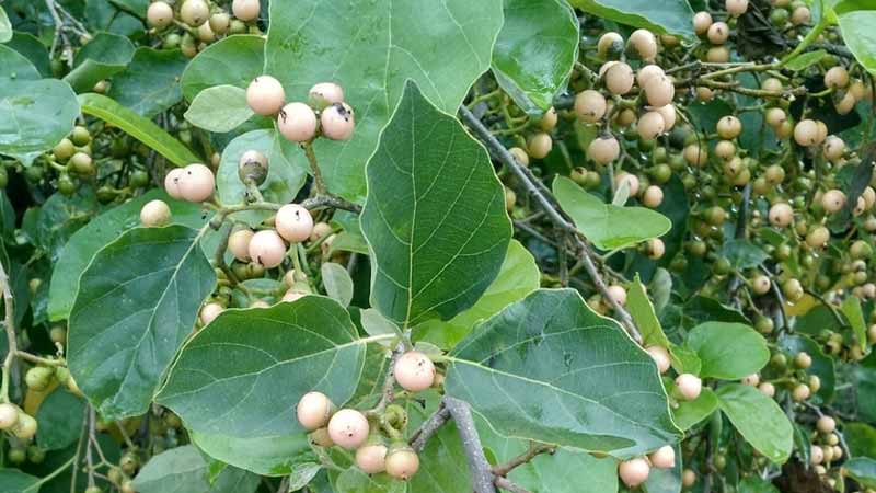 درخت سپستان