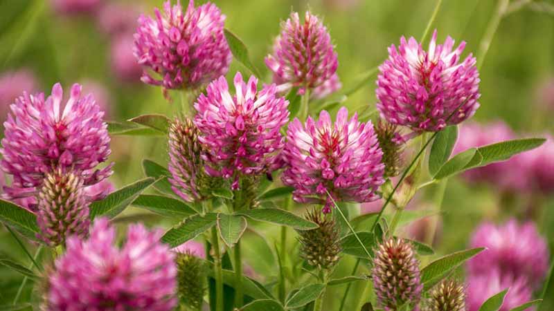 عکس شبدر قرمز