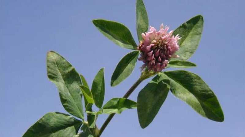 خواص شبدر قرمز