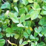 خواص شنبلیله (Fenugreek) و دانه آن