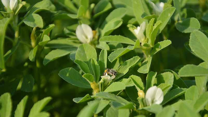 گیاه شنبلیله