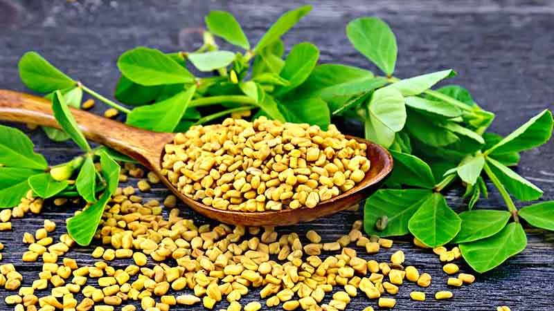 خواص شنبلیله