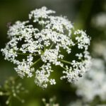 شوکران (hemlock)، گیاهی سمی و کشنده و دارویی پر خاصیت!