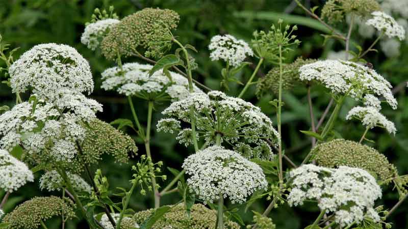 عکس گیاه شوکران