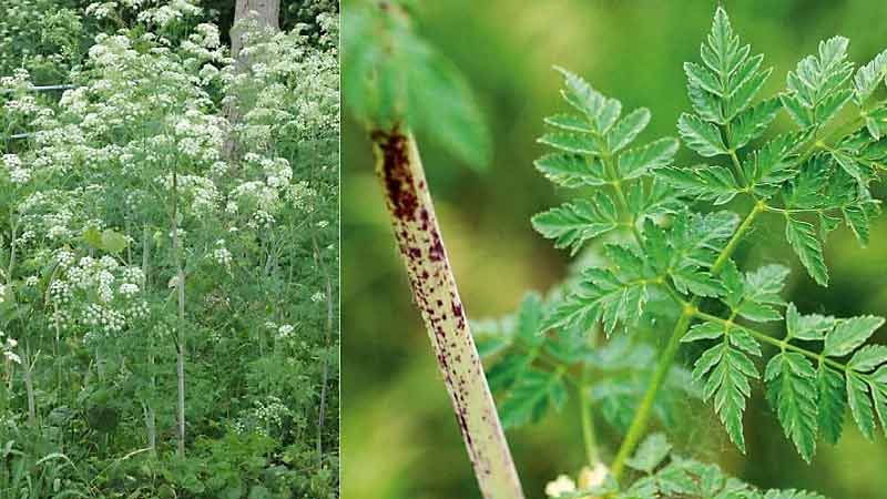 خواص شوکران