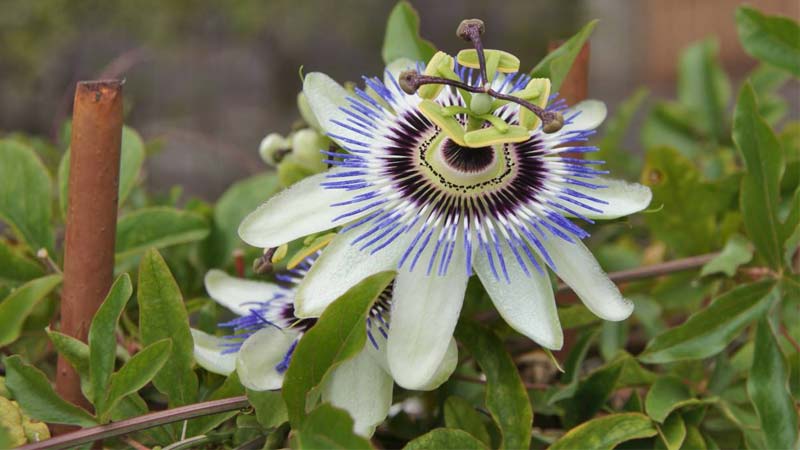 عکس گل ساعتی