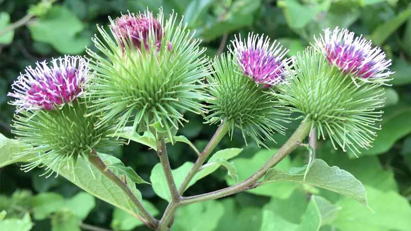 خواص بابا آدم