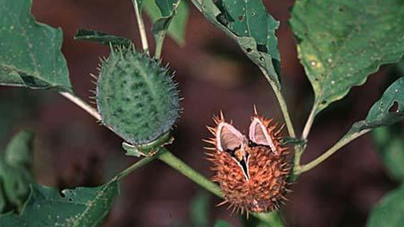 خواص تاتوره