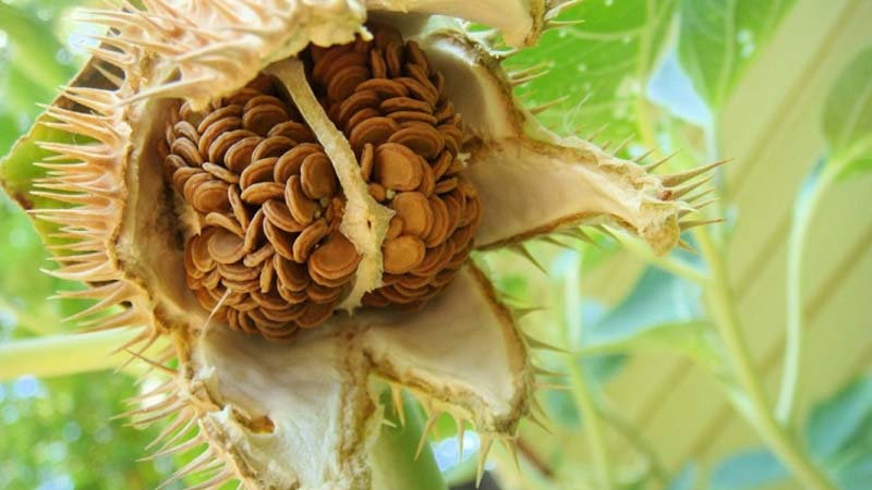 خواص گیاه تاتوره