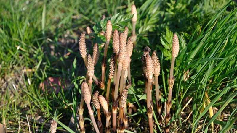 عکس گیا دم اسب