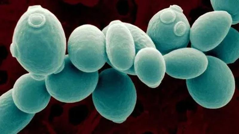 خواص مخمر ساکارومایسس