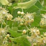 خواص لیندن (Linden) و فواید متفاوت آن