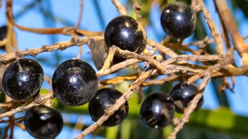 خواص نخل اره ای