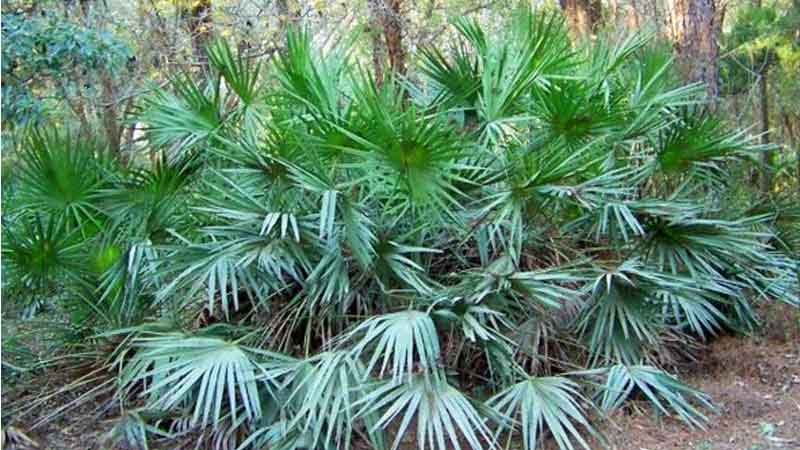 گیاه نخل اره ای