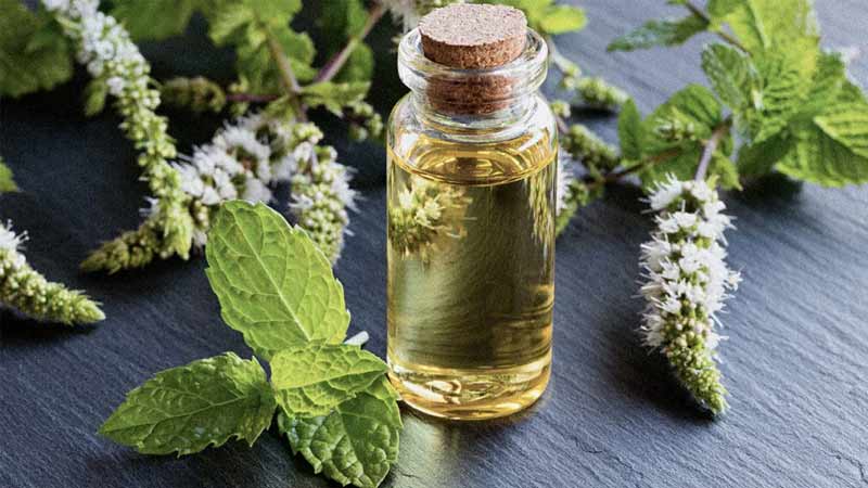 داروی گیاهی برای درمان سردرد