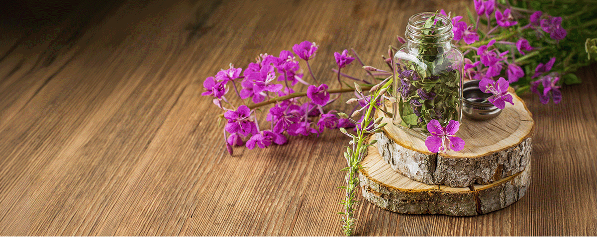 عصاره بید کانادایی