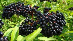 خواص آقطی