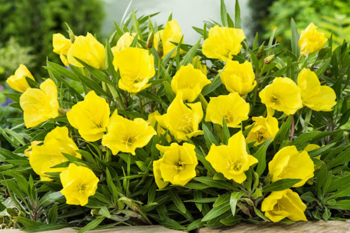خواص گل مغربی (Evening primrose) چیست