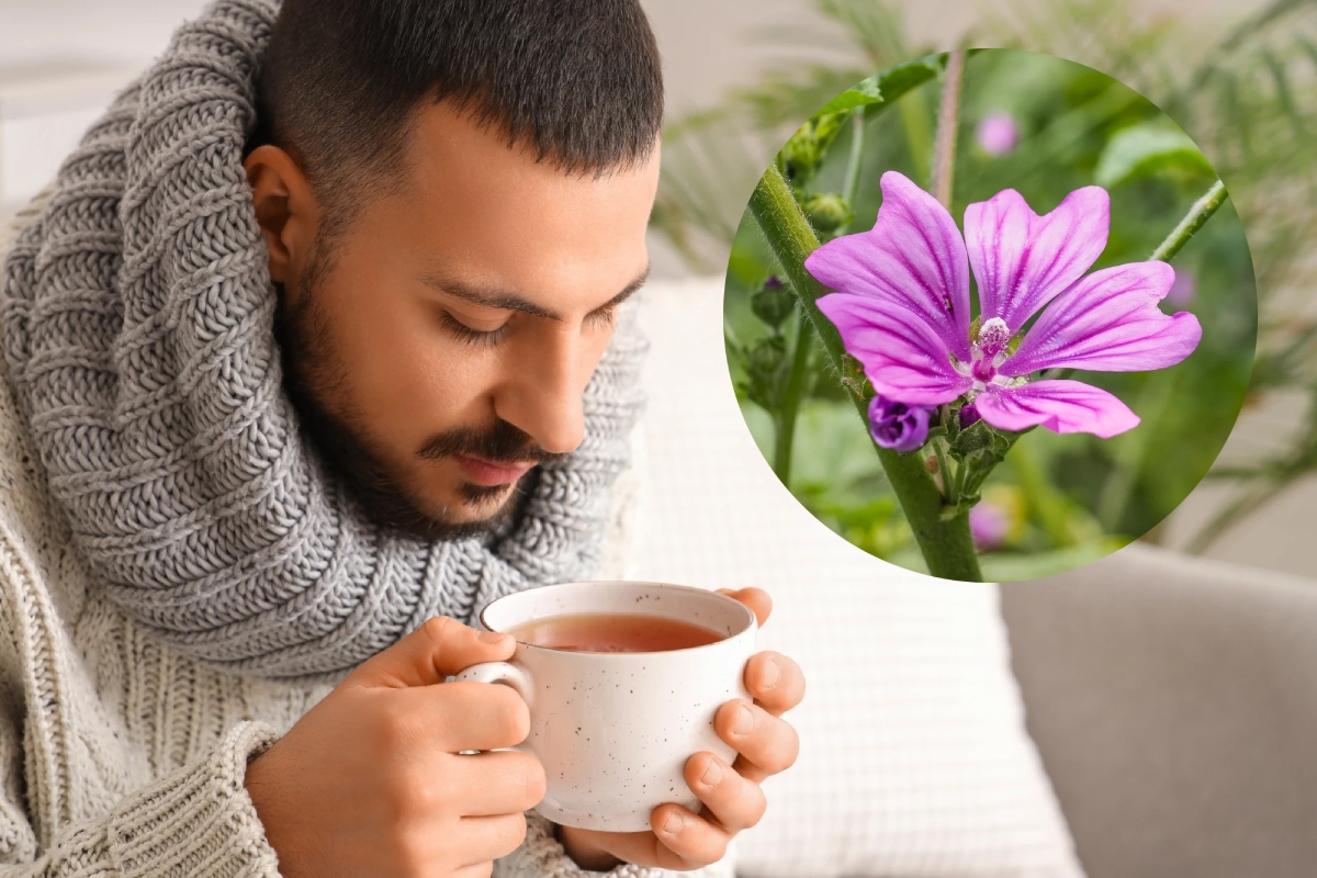 خواص پنیرک برای مردان چیست؟