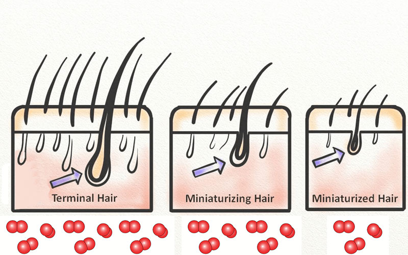 مکانیسم اثر مانوکسیدیل