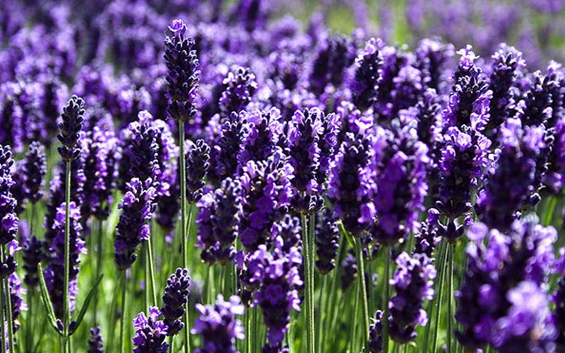 گیاه اسطوخودوس