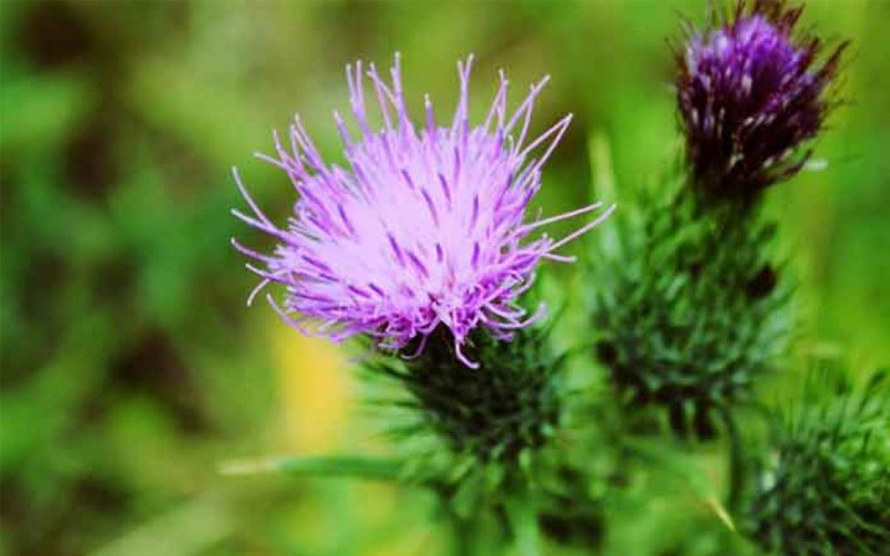 گیاه خارمریم