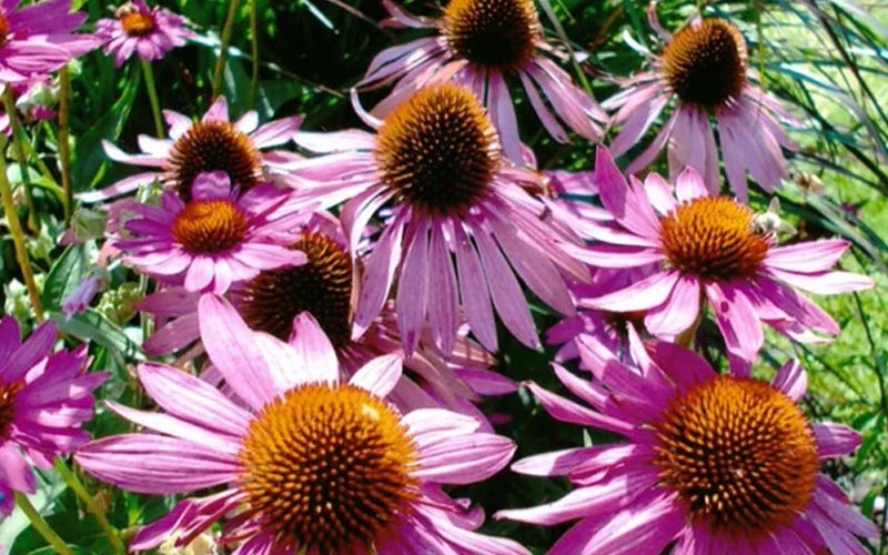 گیاه سرخارگل