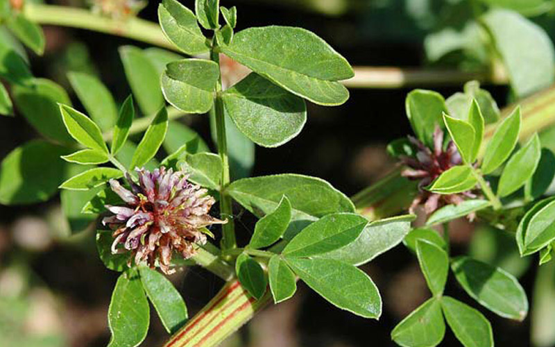 گیاه شیرین بیان