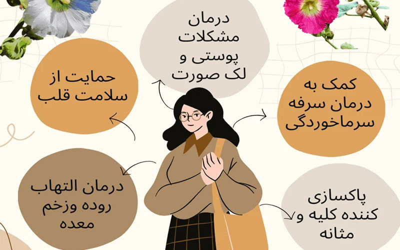 خواص گل ختمی چیست