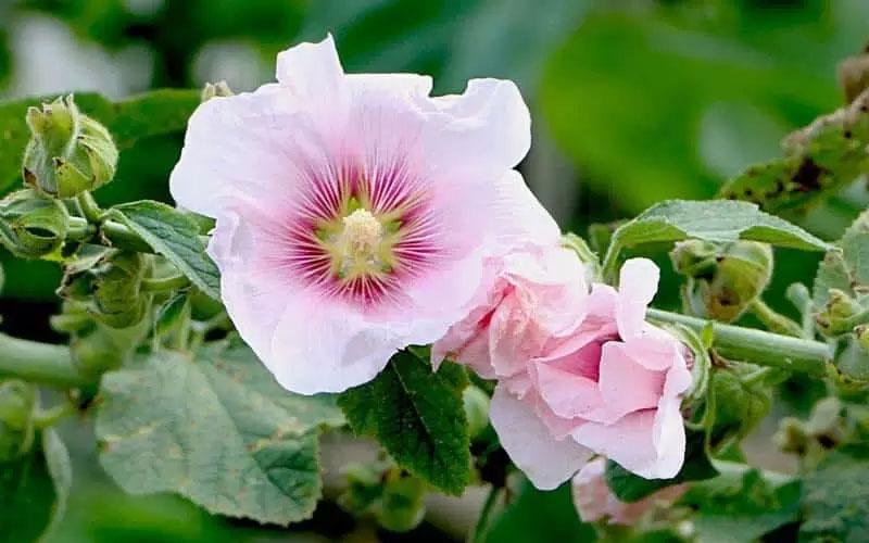 خواص گل ختمی